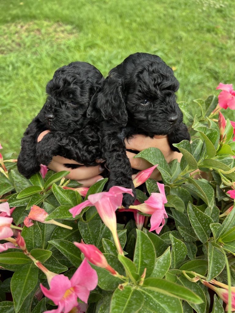 Barboncini toy neri con Pedigree ENCI