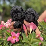 Barboncini toy neri con Pedigree ENCI