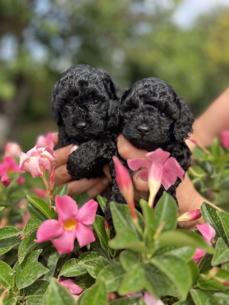 Barboncini toy neri con Pedigree ENCI