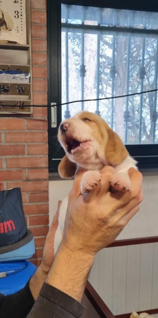 Cuccioli di Basset Hound