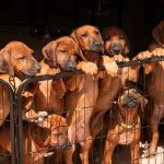 Cuccioli di Rhodesian Ridgeback disponibili da inizio agosto