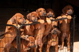 Cuccioli di Rhodesian Ridgeback disponibili da inizio agosto