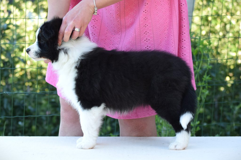 Cuccioli di Border Collie da linee da esposizione