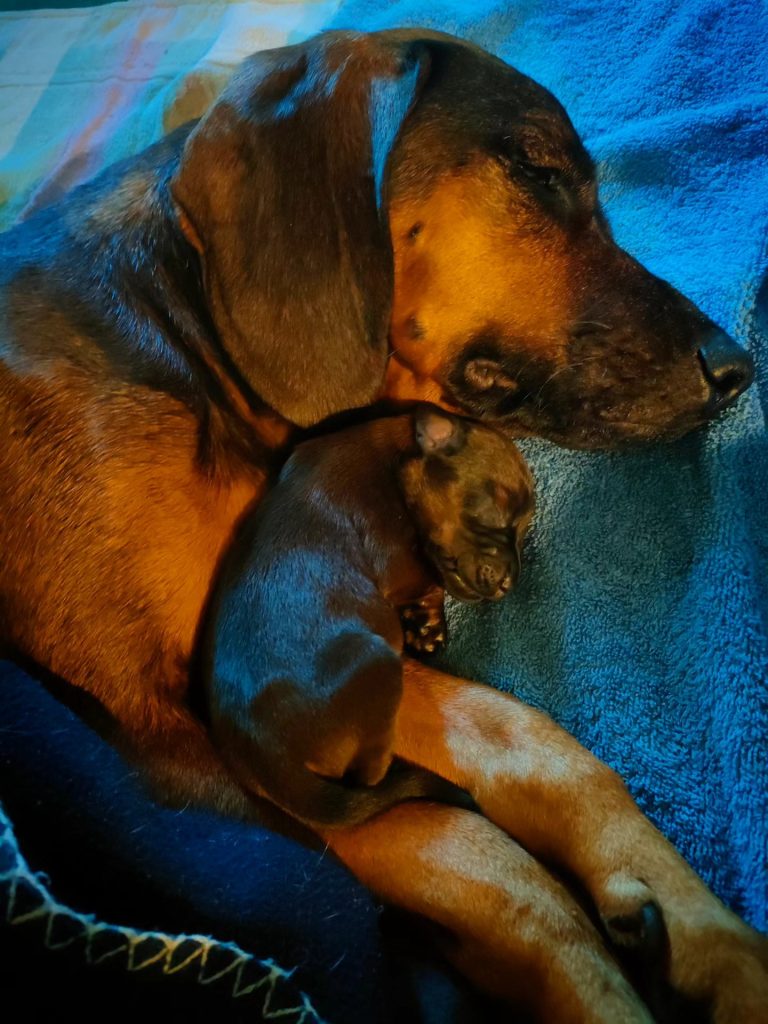 Cuccioli di Segugio Bavarese - Bayerischer Gebirgsschweisshund cresciuti in famiglia