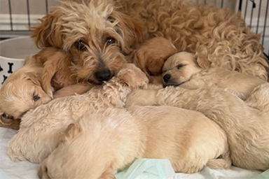 mamma con cuccioli