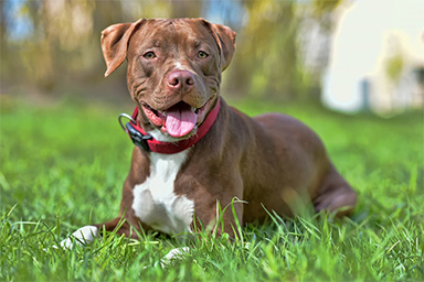 pit bull