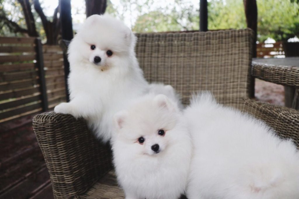 Cuccioli di Pomeranian BOO tipo Orsetto | Cuccioli di Spitz di Pomerania