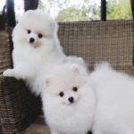 Cuccioli di Pomeranian BOO tipo Orsetto | Cuccioli di Spitz di Pomerania