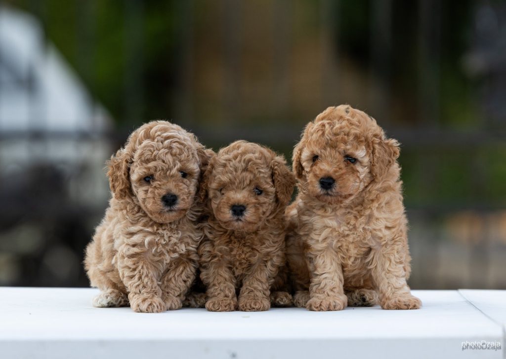 Toy Poodle – cuccioli