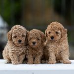 Toy Poodle – cuccioli