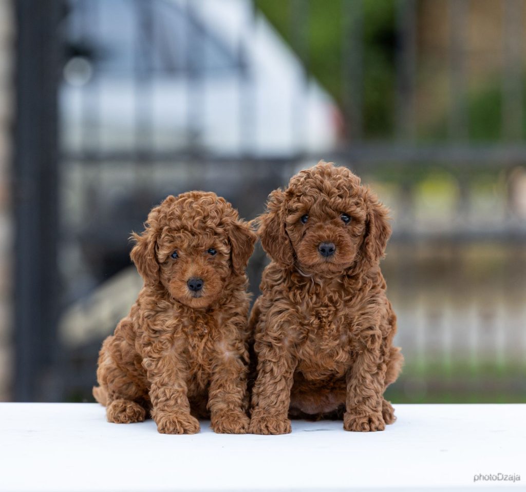 Toy Poodle – cuccioli