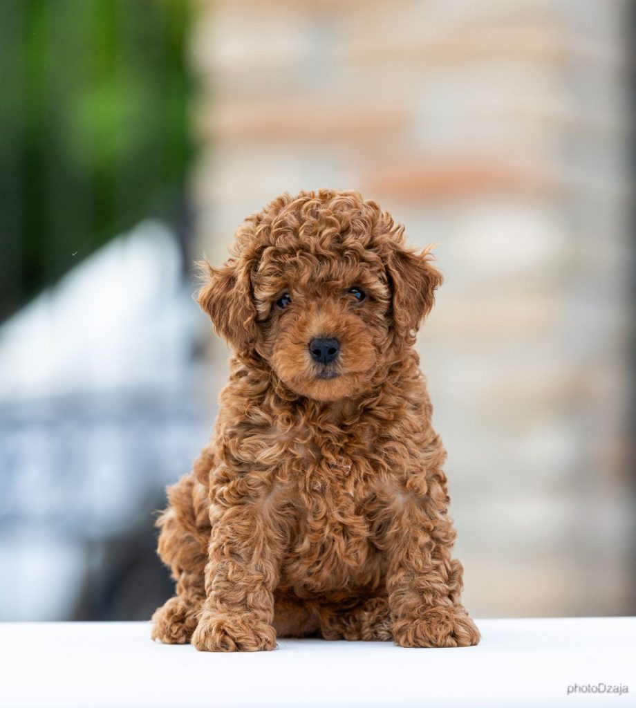 Toy Poodle – cuccioli