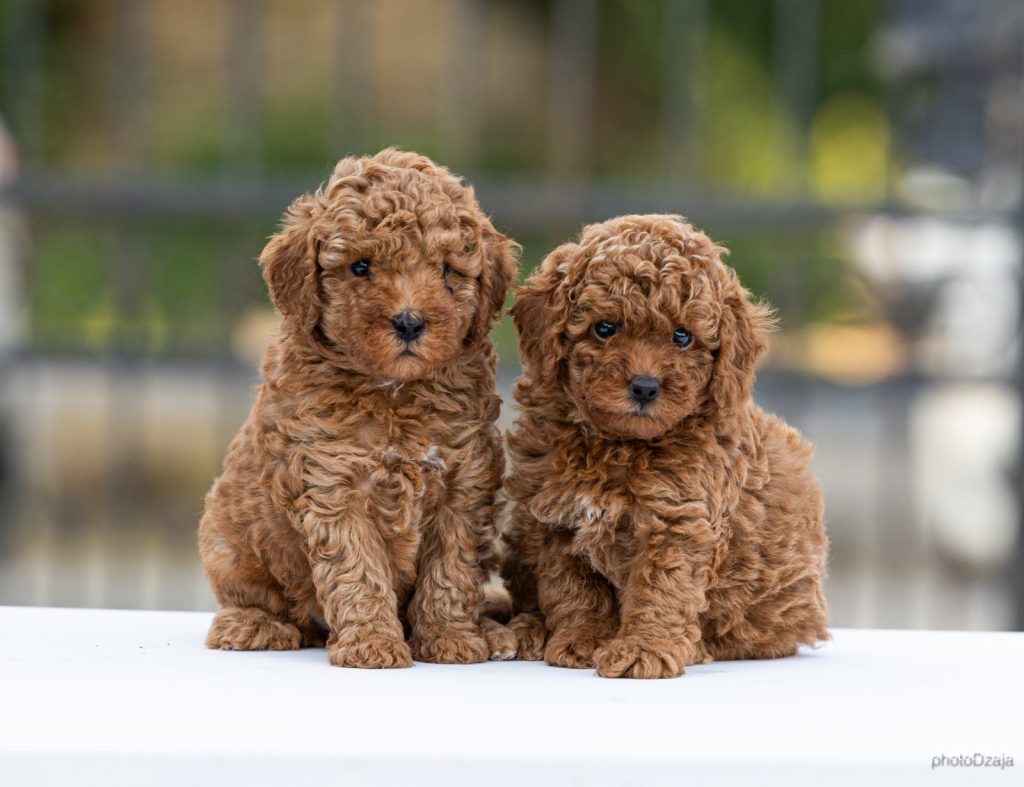 Toy Poodle – cuccioli