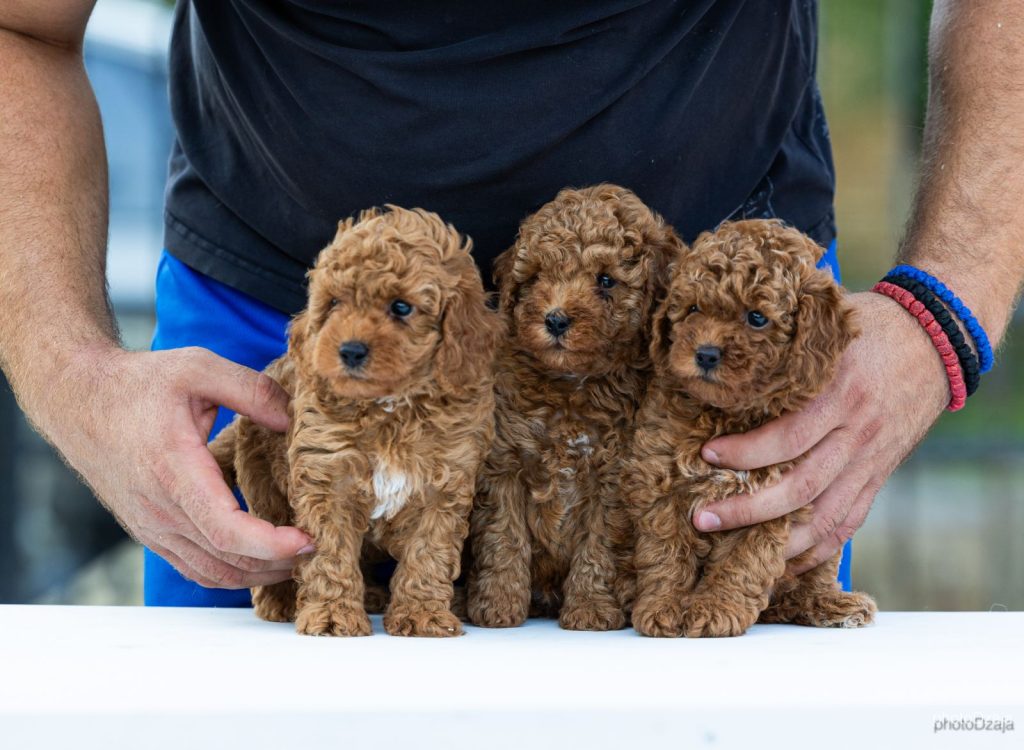 Toy Poodle – cuccioli