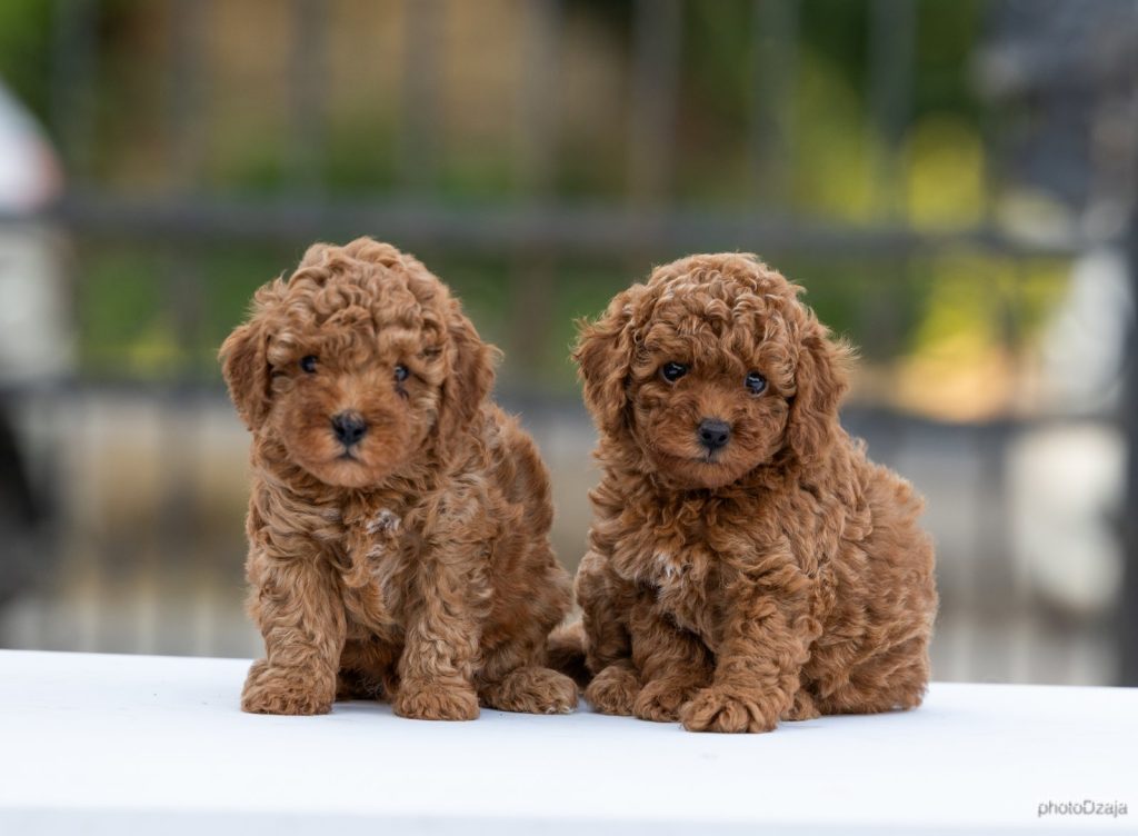 Toy Poodle – cuccioli
