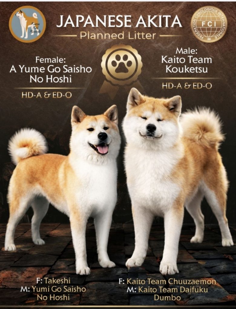Akita Inu – Splendidi cuccioli FCI
