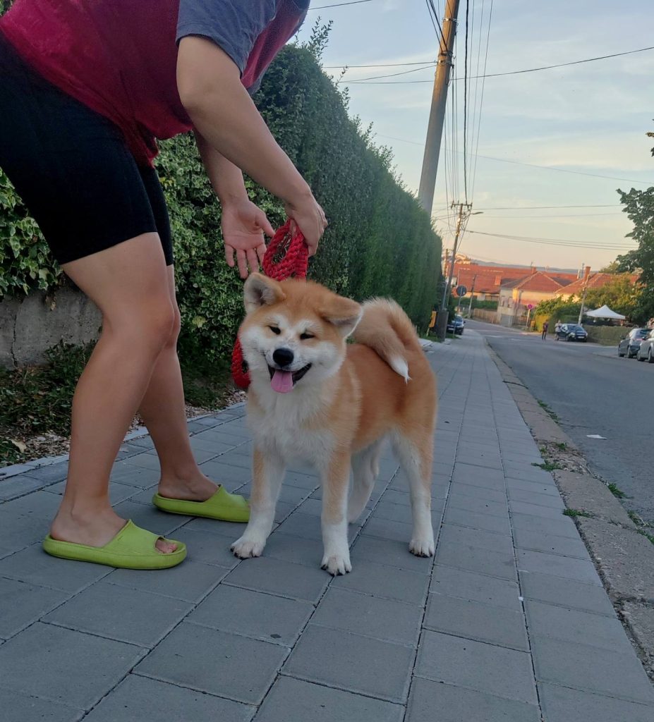 Akita Inu – Splendidi cuccioli FCI
