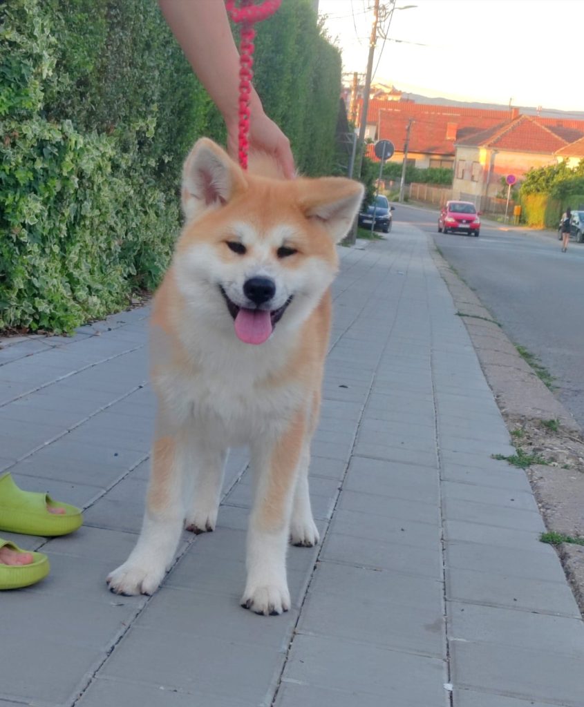 Akita Inu – Splendidi cuccioli FCI