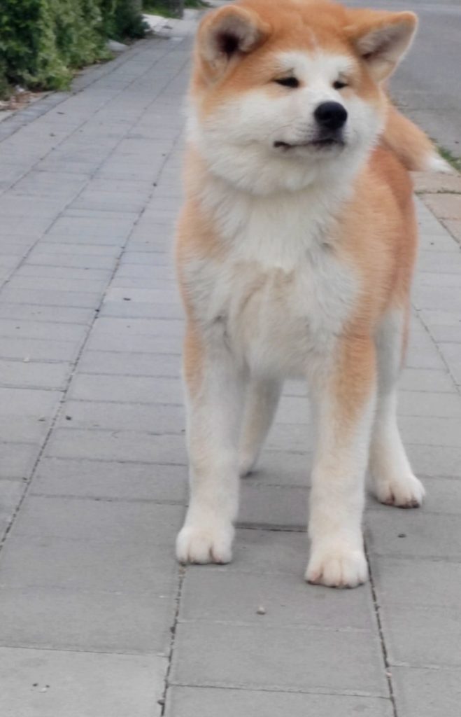 Akita Inu – Splendidi cuccioli FCI