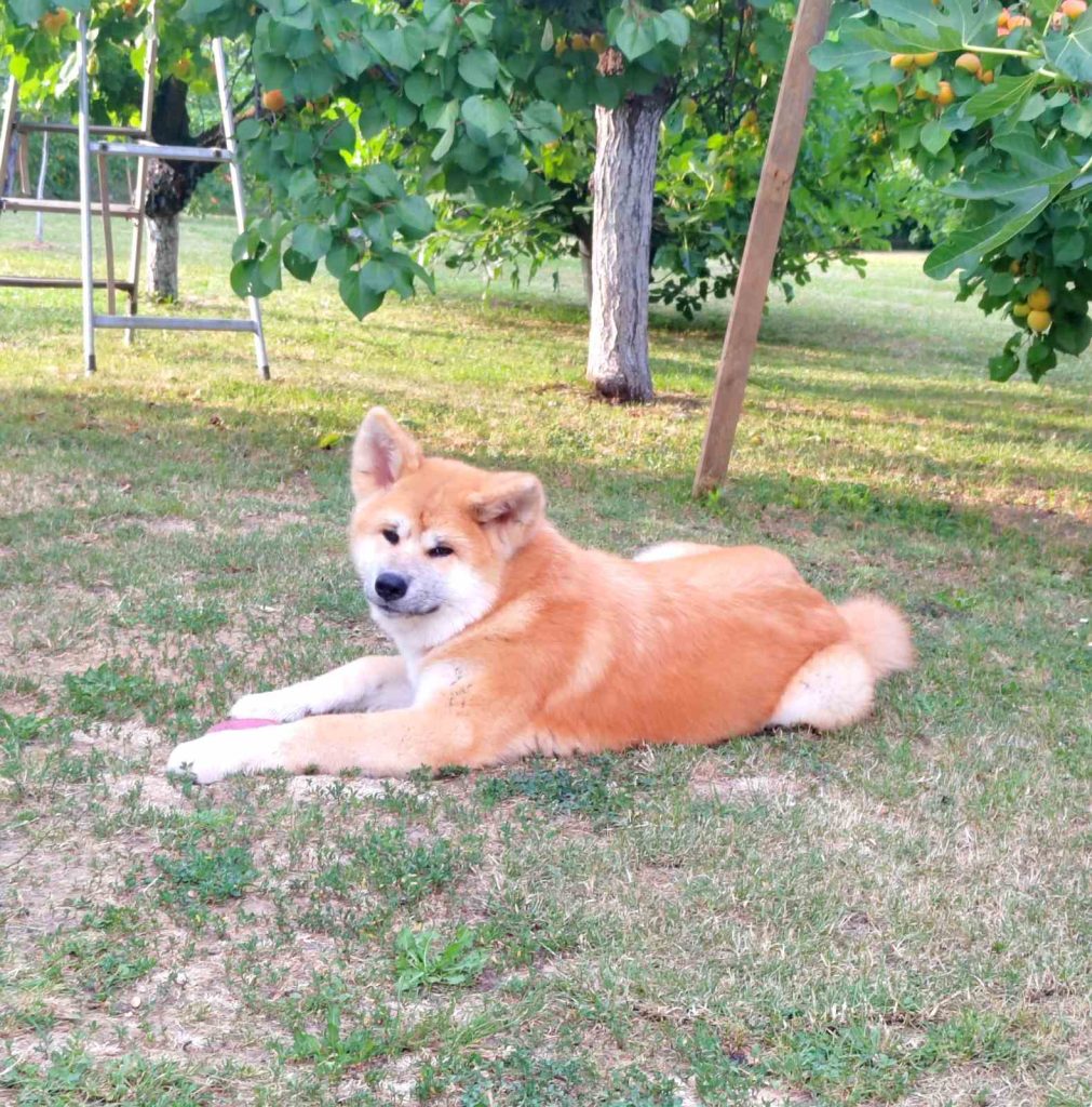 Akita Inu – Splendidi cuccioli FCI