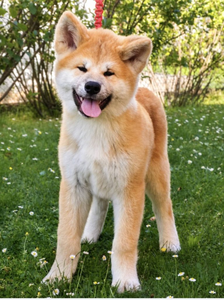 Akita Inu – Splendidi cuccioli FCI