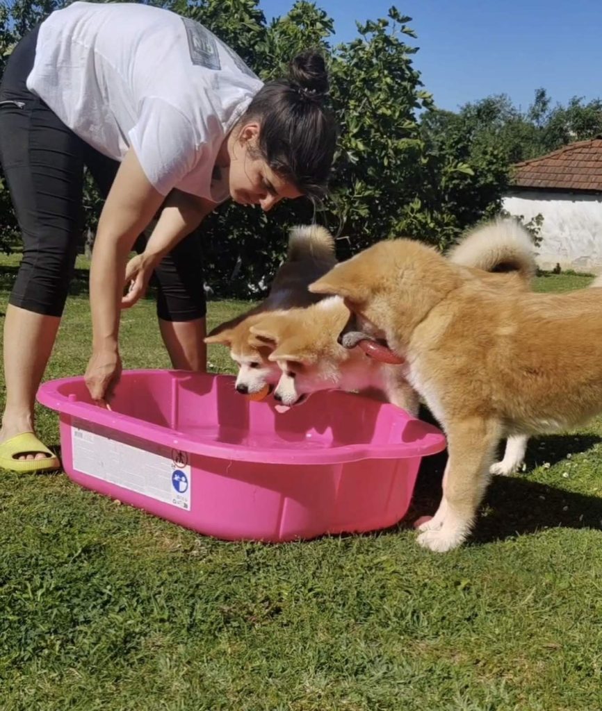 Akita Inu – Splendidi cuccioli FCI