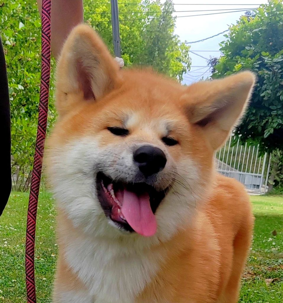 Akita Inu – Splendidi cuccioli FCI