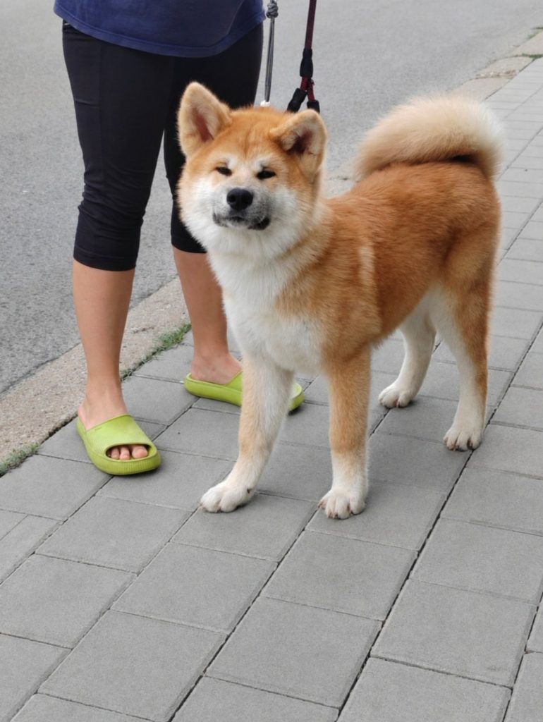 Akita Inu – Splendidi cuccioli FCI