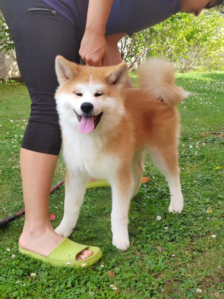 Akita Inu – Splendidi cuccioli FCI