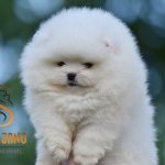 Pomeranian BOO – Cuccioli tipo Orsetto