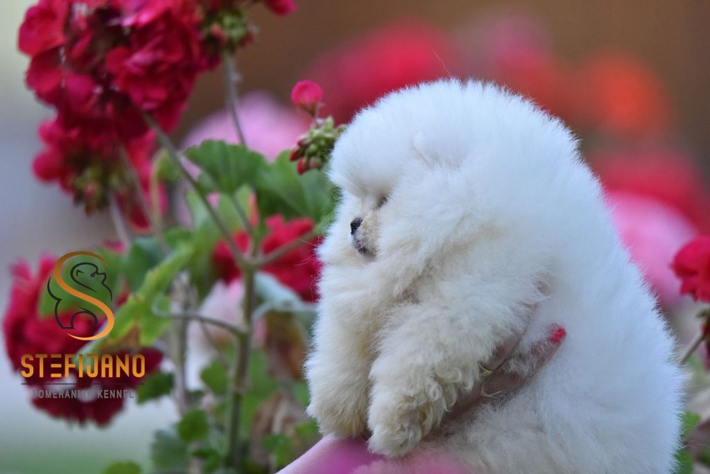 Pomeranian BOO – Cuccioli tipo Orsetto
