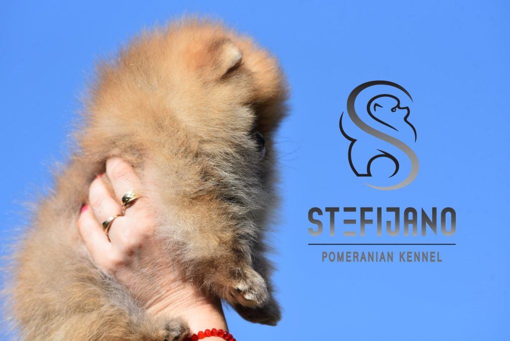 Pomeranian BOO – Cuccioli tipo Orsetto