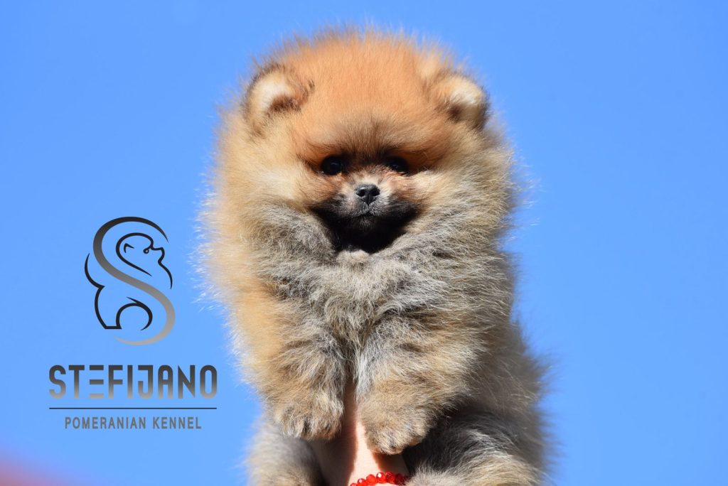 Pomeranian BOO – Cuccioli tipo Orsetto