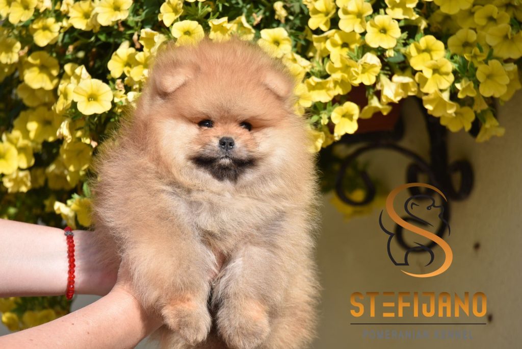 Pomeranian BOO – Cuccioli tipo Orsetto