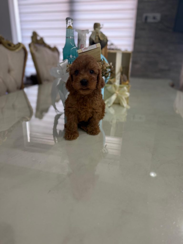 Goldendoodle Bellissimi Cuccioli