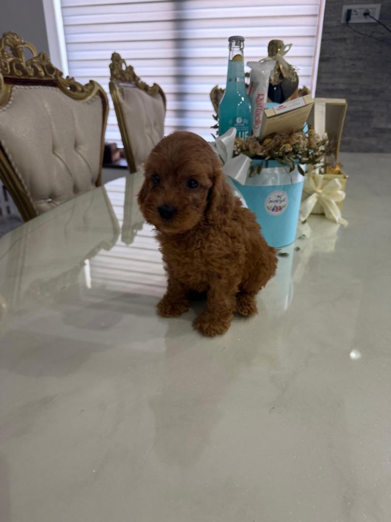 Goldendoodle Bellissimi Cuccioli