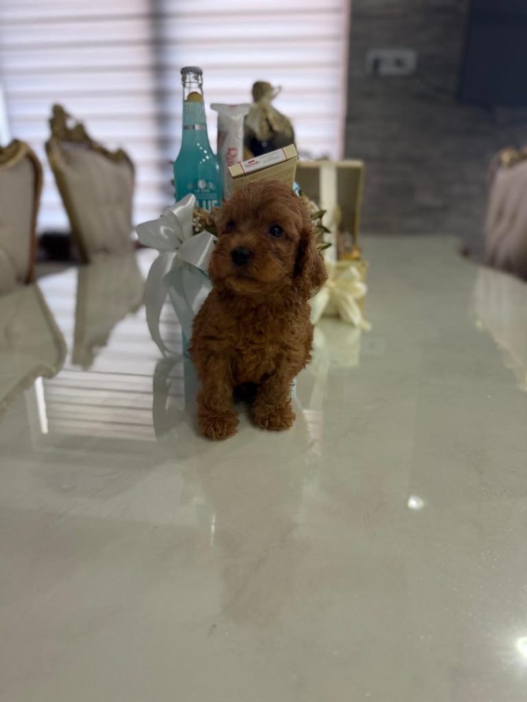 Goldendoodle Bellissimi Cuccioli