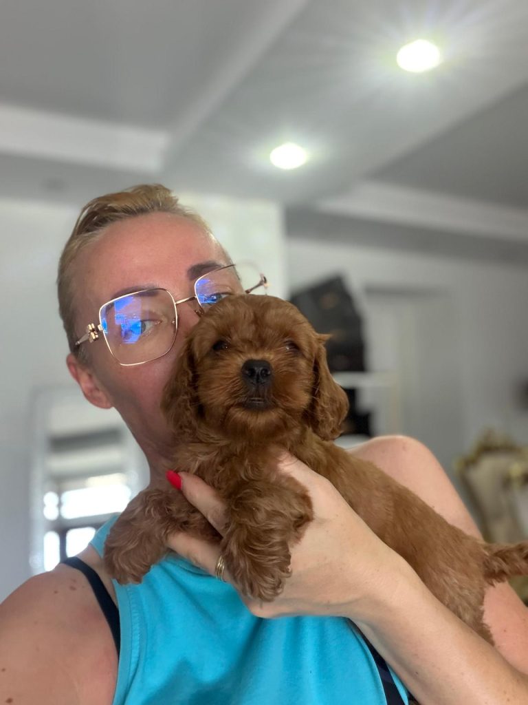 Goldendoodle Bellissimi Cuccioli