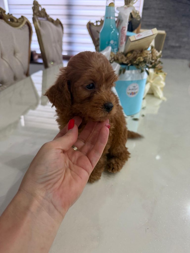 Goldendoodle Bellissimi Cuccioli