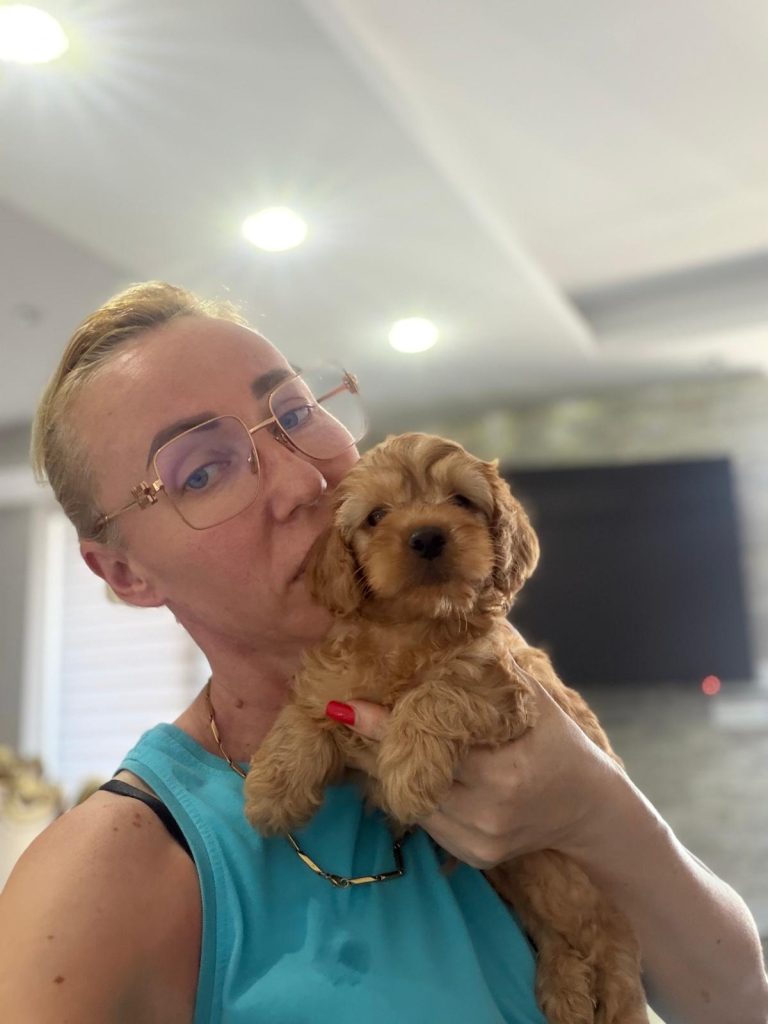 Goldendoodle Bellissimi Cuccioli