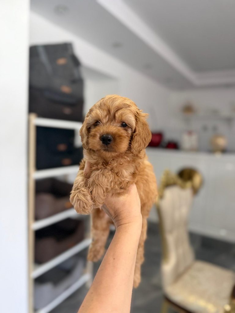 Goldendoodle Bellissimi Cuccioli