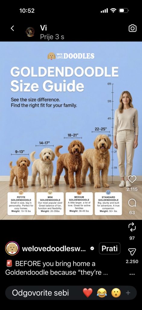 Goldendoodle Bellissimi Cuccioli