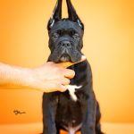 Cane Corso – Splendidi Cuccioli