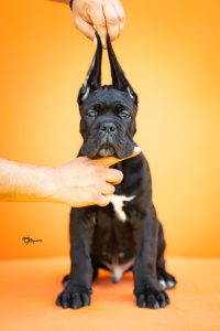 Cane Corso – Splendidi Cuccioli