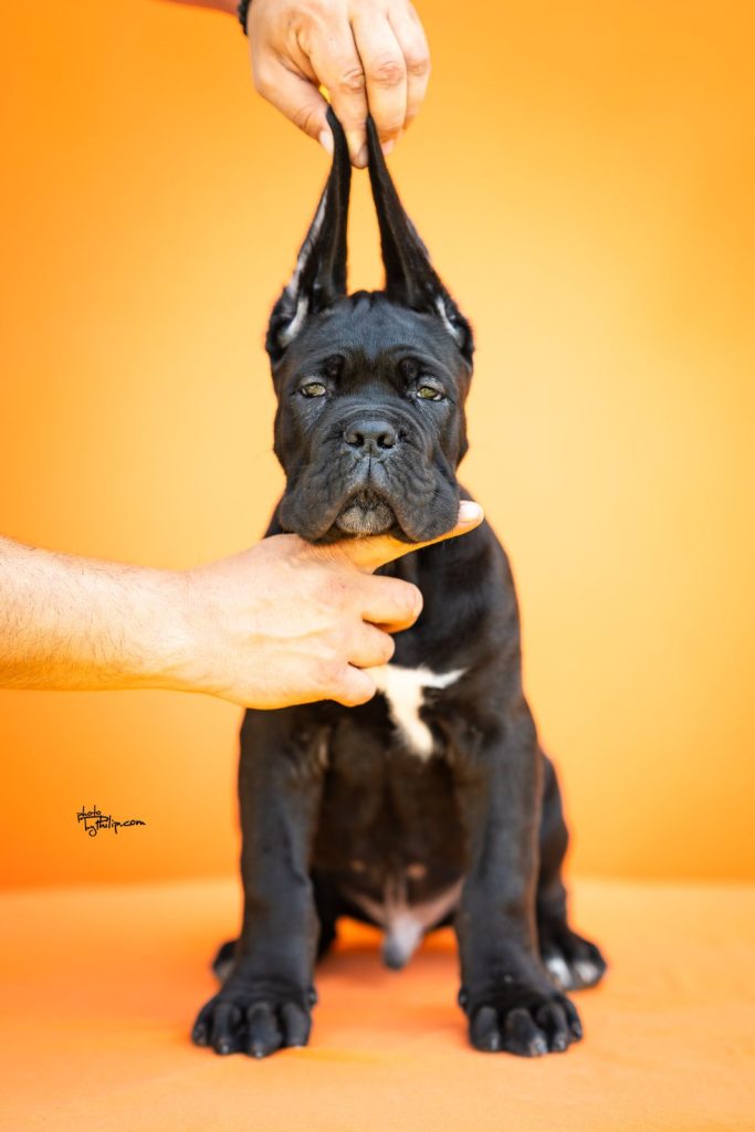 Cane Corso – Splendidi Cuccioli