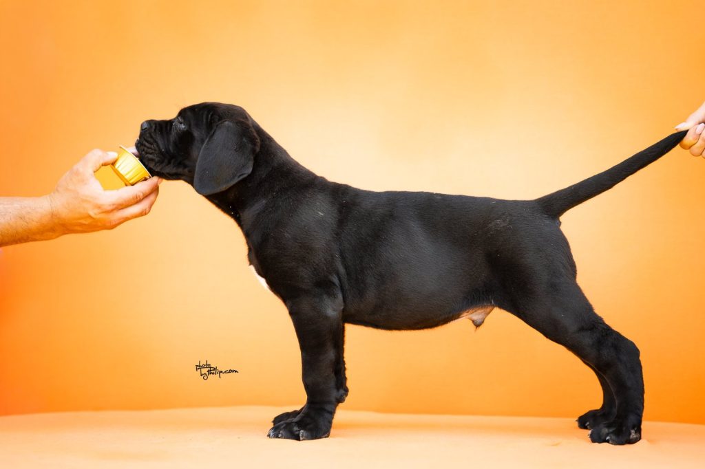 Cane Corso – Splendidi Cuccioli