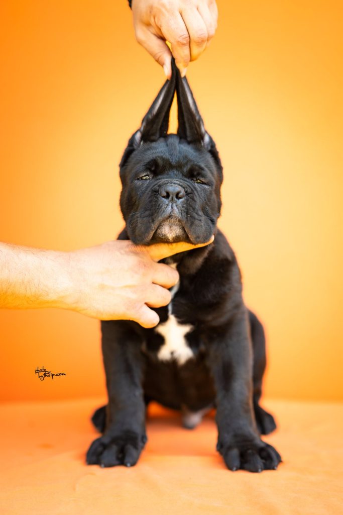 Cane Corso – Splendidi Cuccioli