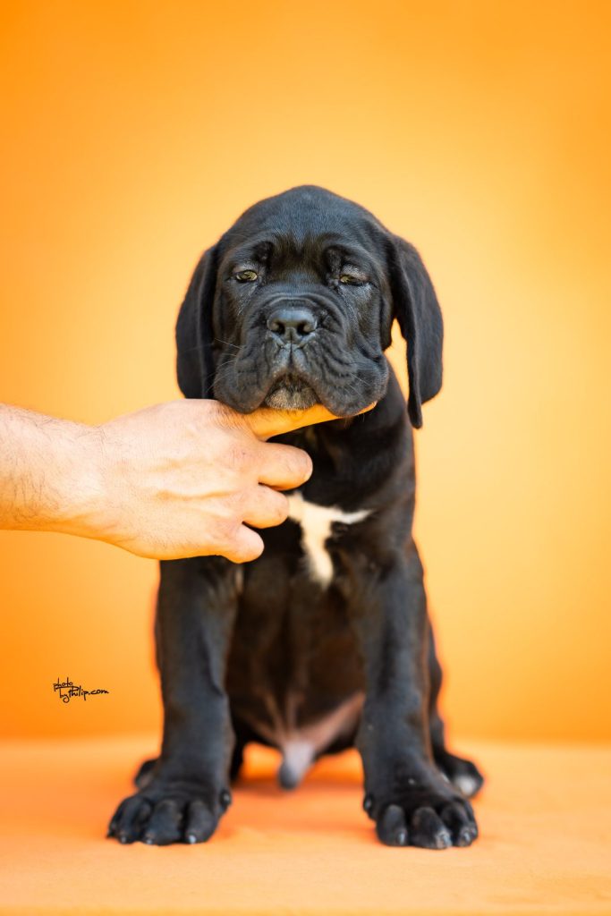 Cane Corso – Splendidi Cuccioli