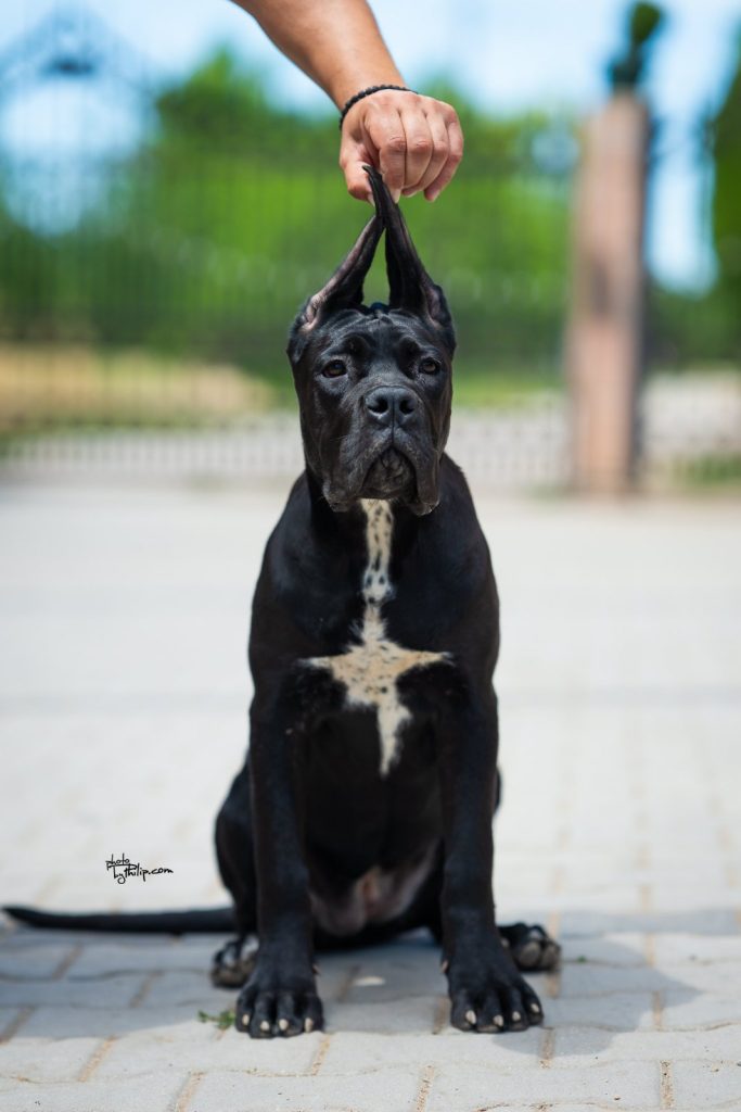 Cane Corso – Splendidi Cuccioli