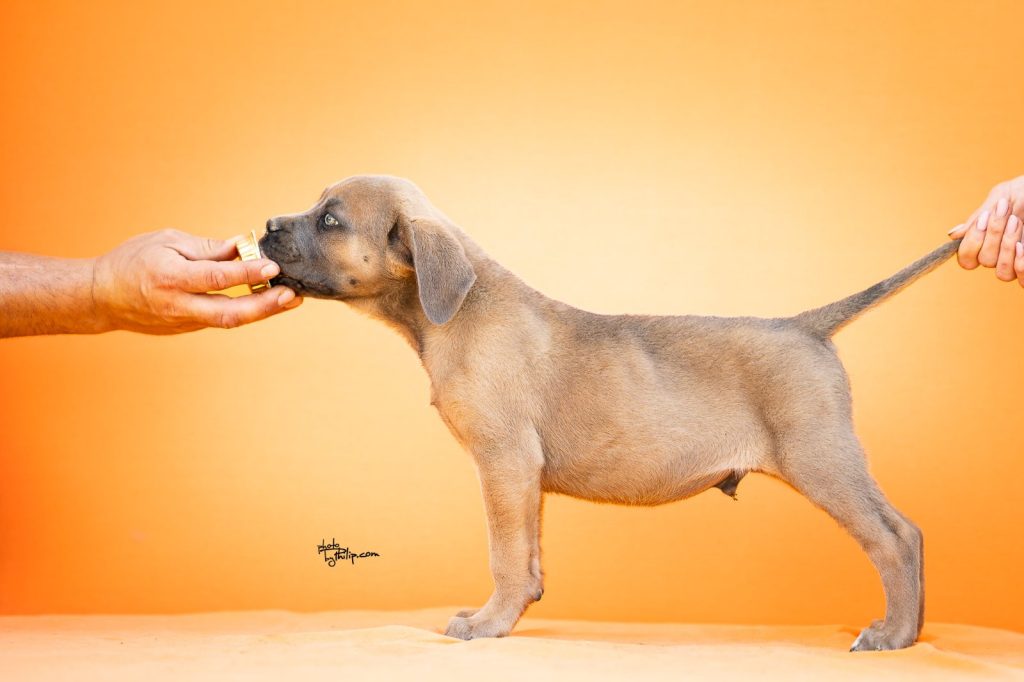 Cane Corso – Splendidi Cuccioli